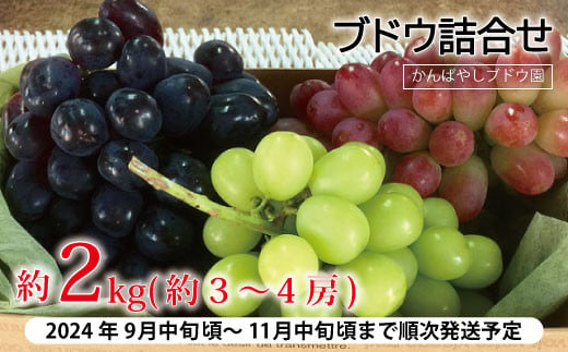 No.5657-2325]皮ごと食べられる ブドウ詰合せ 約2kg（約3～4房）《かんばやしブドウ園》  □2024年発送□※9月中旬頃～11月中旬頃まで順次発送予定 - 長野県須坂市｜ふるさとチョイス - ふるさと納税サイト