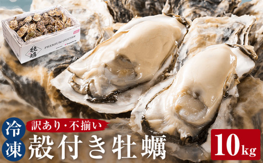 漁師直送！身入り抜群!!宮城県石巻産の殻付き牡蠣10キロ