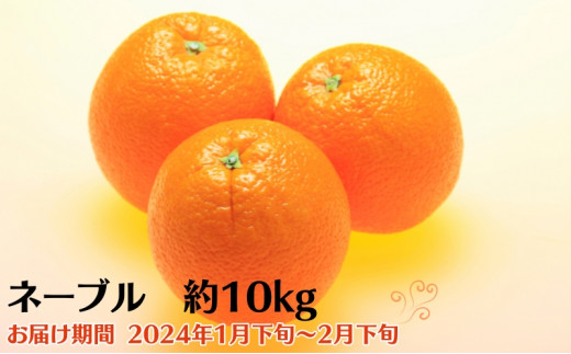 ネーブル 約10kg 果物類 柑橘類 フルーツ ネーブルオレンジ オレンジ