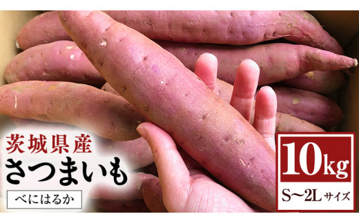 10kg さつまいも 紅はるか 茨城県産 産地直送 大きな割引 - 野菜