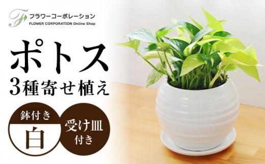 ふるさと納税「観葉植物」の人気返礼品・お礼品比較 - 価格.com