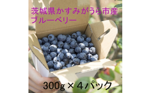 かすみがうら市特産フレッシュブルーベリー　300g×4パック【1237741】