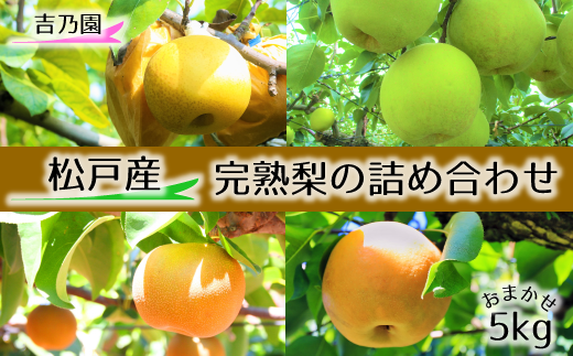 【8月発送分】吉乃園 松戸の完熟梨 品種おまかせ 5kg - 千葉県松戸市