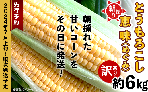 66-83【訳あり】朝採りとうもろこし約6kg（恵味）【先行予約：2024年7月上旬～7月下旬ころ順次発送予定】