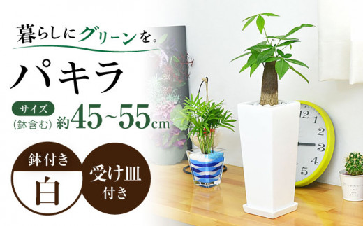 観葉植物 パキラ 陶器鉢植え インテリア 陶器鉢 卓上 角型 / 観葉 植物