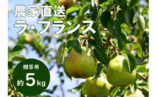 【長野県松川町】KL02-26A【先行予約】洋梨 ラ・フランス 約5kg 贈答 /2026年10月下旬頃配送 // 長野県 南信州 松川町 ギフト 洋梨 洋ナシ 洋なし ラフランス 農家直送 農家支援 贈答 果物 西洋梨