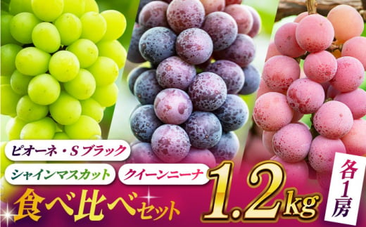 【先行予約】【数量限定】ぶどうの宝石 3色 食べ比べセット 計1.2kg（3房）【合同会社 社方園】ぶどう 3種 熊本 マスカット [ZBZ004]  - 熊本県山鹿市｜ふるさとチョイス - ふるさと納税サイト