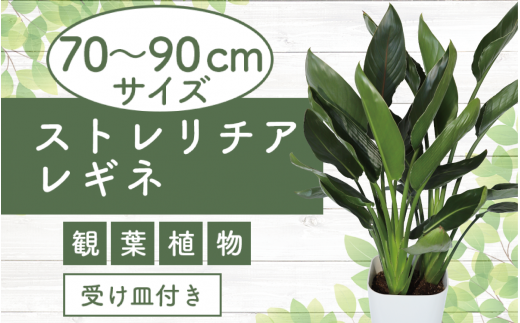 【観葉植物】ストレリチア・レギネ【極楽鳥花】70cm～90cm(弓指園芸/025-1537) 植物 鉢付 インテリア 室内 オフィス おしゃれ  マイナスイオン【配送不可地域：北海道・沖縄県・離島】