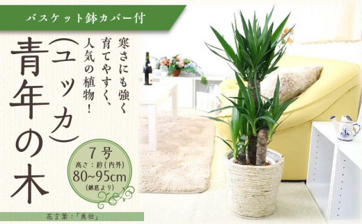 観葉植物】青年の木（ユッカ） 7号 ホワイトバスケット鉢カバー 土の