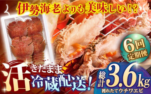 【甘くてプリプリ♪一度は食べてほしい！】漁師直送！ 活き！ 平戸の「うちわえび」 計3.6kg（600g×6回） 平戸市 / ひばり [KAA239]