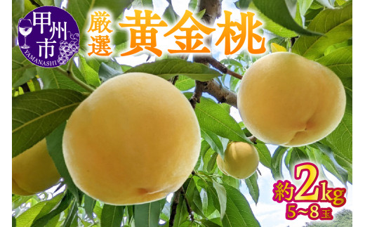 宿沢フルーツ農園】厳選 黄金桃 約2kg（5～8玉）【2026年発送】（SF）B