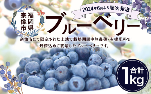 栽培期間中農薬・有機肥料で丹精込めて栽培した「ブルーベリー」1kg 