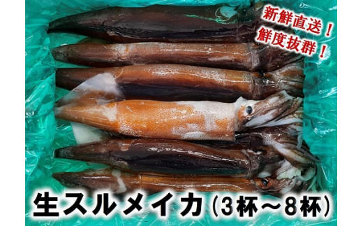 【配送地域限定】 生スルメイカ 約1.5kg（３～８杯） 北三陸 普代