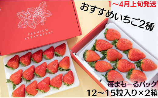 1～4月上旬発送】いちご 苺 イチゴ 苺まも～るパック おすすめ2種