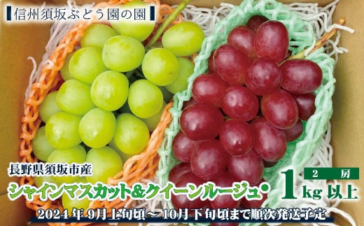 No.5657-3468]【先行予約】長野県須坂市産シャインマスカット＆クイーンルージュR計2房 1kg以上《信州須坂ぶどう園の園》□2024年発送□※9月上旬頃～10月下旬頃まで順次発送予定  - 長野県須坂市｜ふるさとチョイス - ふるさと納税サイト