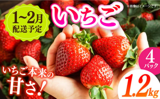 【希少】長崎県産 電子いちご 1.2kg(4パック) さちのか ゆめのか 長崎県/長崎果匠 [42AABK006] 長崎 雲仙 島原 諫早  HAMATSU ハマツ