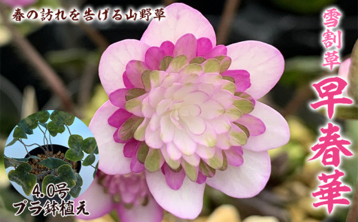 雪割草「早春華」4.0号 プラ鉢植え FY23-771 - 山形県山形市｜ふるさと