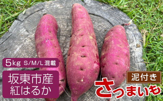 No.518 【箱入り】坂東市産 生さつまいも 紅はるか5kg（泥付きS、M、L混載） ／ さつまいも 甘い ねっとり 茨城県 -  茨城県坂東市｜ふるさとチョイス - ふるさと納税サイト