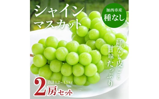 兵庫県産 種無し 皮ごと シャインマスカット 2房セット（約1.2〜1.5kg