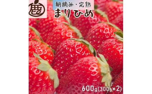 ＜1月より発送＞朝摘み完熟まりひめ 約600g（300g前後×2トレイ）【和歌山ブランド苺まりひめ】【こだわりの土耕栽培のいちごを農家直送】  ※2024年1月上旬～4月上旬頃に順次発送予定 ※北海道・沖縄・離島への配送不可 / いちご 苺 フルーツ 果物 くだもの 小分け 産地直送 新鮮  冷蔵便