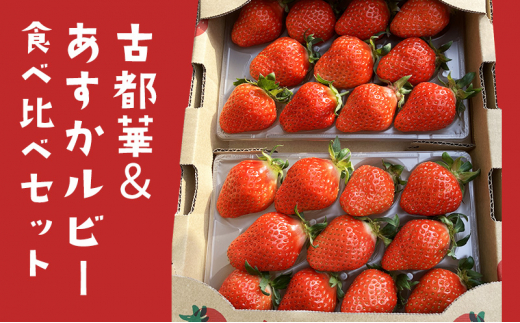 yޗǌaSRszy2026N1o׊Jnz Ós  r[ Hה Zbg n t[c ʕ { Yn {̃t[c {̉ʕ   fU[