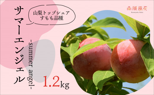 【山梨県南アルプス市】<2026年発送分先行予約>農家直送!すもも サマーエンジェル約1.2kg ALPAJ006