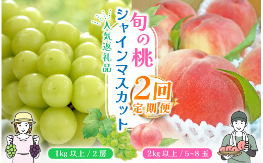 2024年発送＞【山梨県産 旬の果物 2回送り】旬の桃 シャインマスカット 定期便 180-006 ｜ぶどう 桃 シャインマスカット たねなし 種なし  先行予約 定期便 定期 笛吹市 山梨県 フルーツ定期便 果物 おすすめ 定期便 フルーツ もも 桃 モモ 産地 笛吹市 笛吹 葡萄 国産 ...