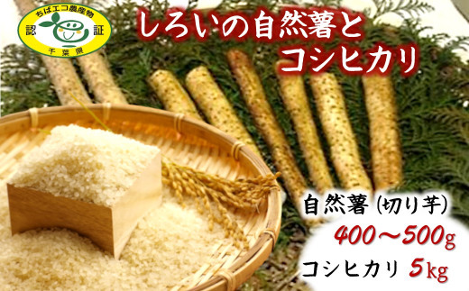 自然薯とお米のセット 切り芋 400〜500g コシヒカリ 5kg 減農薬 減化学肥料