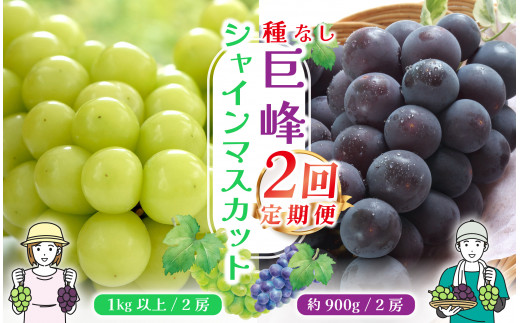 2024年先行予約＞【山梨県産 旬の果物 定期便】種無し巨峰 シャイン