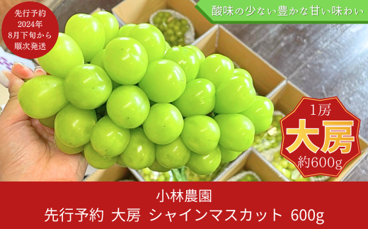 先行予約 大房シャインマスカット 約600g（1房）[2024年発送予定] 令和6年度 新潟県 三条市産 ぶどう [小林農園] 10000円以下  1万円以下【010P080】