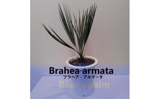 ブラヘア・アルマータ Brahea armata_栃木県大田原市生産品_Bear's palm - 栃木県大田原市｜ふるさとチョイス -  ふるさと納税サイト