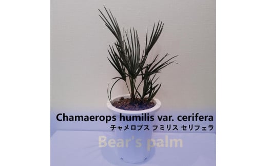 チャメロプス フミリス セリフェラ Chamaerops humilis var. cerifera_栃木県大田原市生産品_Bear's palm -  栃木県大田原市｜ふるさとチョイス - ふるさと納税サイト