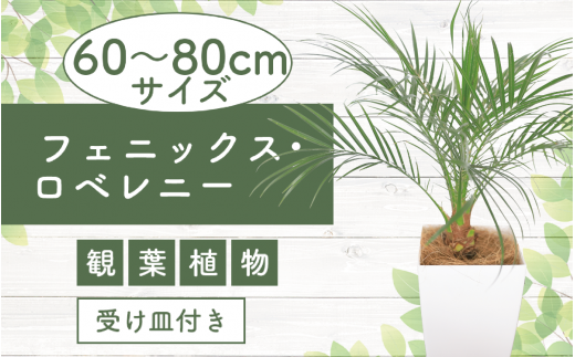 1月上旬～発送【観葉植物】フェニックス・ロベレニー60cm～80cm(Green