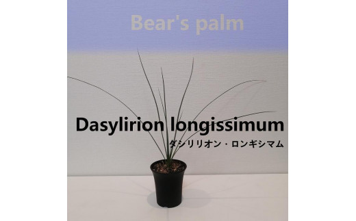 ダシリリオン・ロンギシマム Dasylirion longissimum_栃木県大田原市生産品_Bear's palm -  栃木県大田原市｜ふるさとチョイス - ふるさと納税サイト