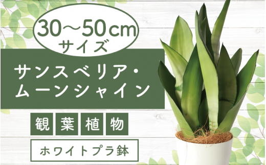 3月上旬～発送【観葉植物】サンスベリア・ムーンシャイン 30cm～50cm(Green Base/014-1409) 南国鹿児島県で育った  観葉植物！植物 鉢付 インテリア 室内 オフィス おしゃれ プレゼント ギフト 開店祝い 移転祝い マイナスイオン【配送不可地域：北海道・沖縄県・離島】