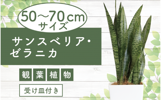 3月上旬～発送【観葉植物】サンスベリア・ゼラニカ50cm～70cm(Green