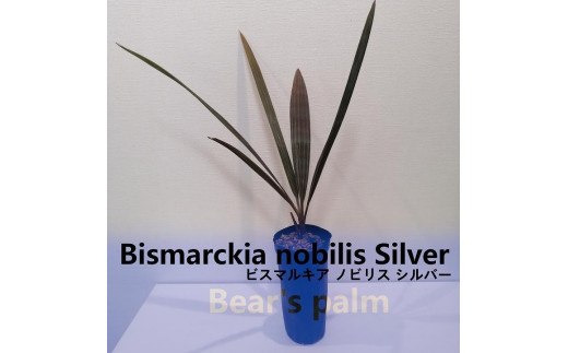 ビスマルキアノビリスシルバー Bismarckia nobilis Silver_栃木県