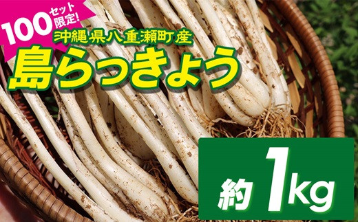 限定100セット】沖縄県八重瀬町産 島らっきょう約1kg - 沖縄県八重瀬町