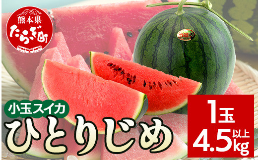 【2024年5月上旬～発送】【先行予約】熊本県産 小玉スイカ ひとりじめ 1玉 (4.5kg以上)【 2024年 夏 スイカ 西瓜 フルーツ 果物  旬の味覚 すいか 甘い 産地直送 】008-0677 - 熊本県多良木町｜ふるさとチョイス - ふるさと納税サイト