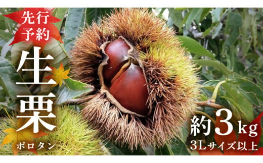 【先行予約】 ポロタン 生栗 3Lサイズ 以上 約3kg （2024年9月中旬発送開始） ぽろたん 茨城県産 産地直送 久保田果樹園 茨城 栗 くり  季節 秋 旬 直送 [DH018sa]