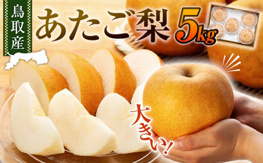 先行予約】梨 あたご梨 鳥取産 5kg ( 5kg × 1箱 ) - 鳥取県三朝 先行予約】梨 あたご梨 鳥取産 5kg ( 5kg × 1箱 ) - 鳥取県三朝