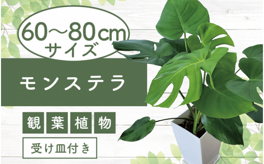 4月中旬～発送【観葉植物】モンステラ60cm～80cm(Green Base/015-1484