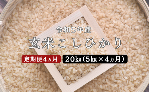 150268【令和5年新米／お米定期便／4ヵ月】しまね川本 玄米 こしひかり