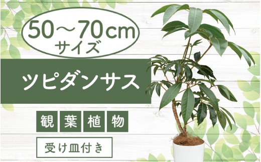 2025年3月上旬～発送【観葉植物】ツピダンサス50cm～70cm(Green Farm M/016-1434) 観葉植物 植物 鉢付 インテリア  室内 オフィス おしゃれ プレゼント ギフト 開店祝い 移転祝い マイナスイオン【配送不可地域：北海道・沖縄県・離島】 - 鹿児島県指宿市 ...