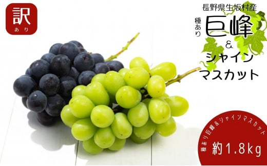 2024年発送 先行予約 訳あり 種あり巨峰＆シャインマスカット約1.8kg 4～6房 - 長野県生坂村｜ふるさとチョイス - ふるさと納税サイト