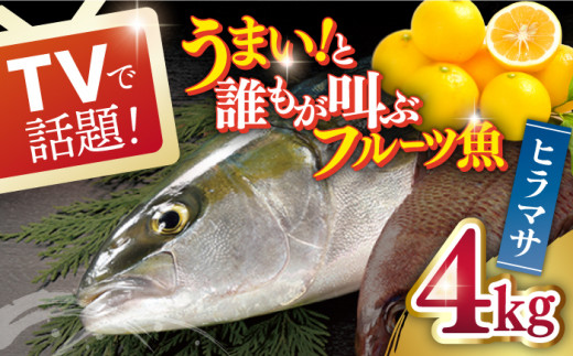 一度食べるとやみつきに！最高のお魚をご用意しました】ヒラマサ（半身