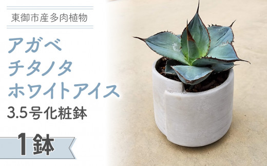 テールマウンテン】東御市産多肉植物 アガベ チタノタ ホワイトアイス 3.5号化粧鉢（１鉢） - 長野県東御市｜ふるさとチョイス - ふるさと納税サイト