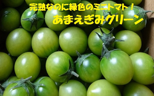 今が旬！】フルーツとまと あまえぎみ 約1kg ≪グリーン≫ とまと ミニ