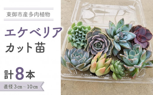 多肉植物 アエオニウム 美姫 はずかしい カット苗② 2号鉢 発根管理中