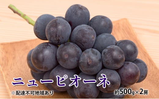 yR˓szԂǂ 2026N s\ j[ sI[l 500g×2[ 햳 uhE   RY Y t[c ʕ Mtg fU[g ʎ  嗱 x 炲 H׉ F Â